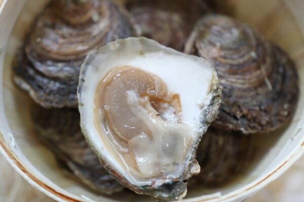 Huîtres Plates BELON de Cancale (grosses) - une douzaine – Image 1