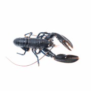 Homard Européen - vivant - poids variable entre 400g et 600g