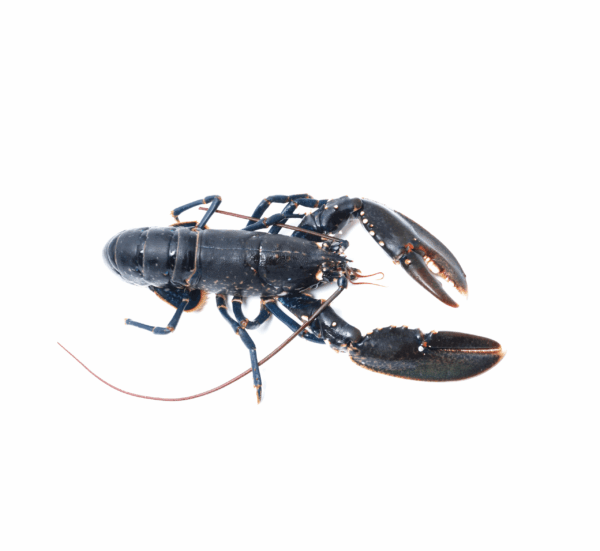 Homard Européen - vivant - poids variable entre 400g et 600g – Image 1