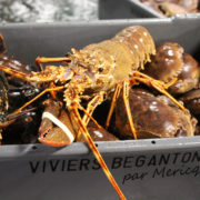 Langouste européenne 800+ (en moyenne 1,4kg)