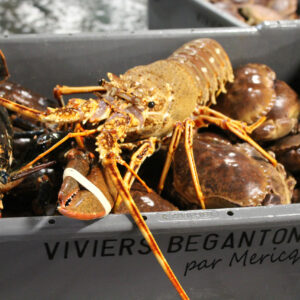 Langouste européenne 800+ (en moyenne 1,4kg)