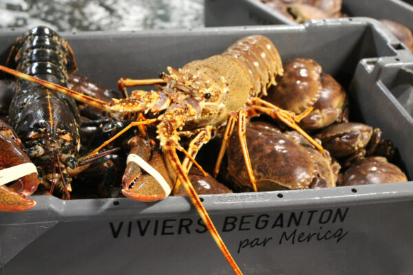 Langouste européenne 800+ (en moyenne 1,4kg) – Image 1
