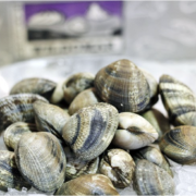 Palourdes grosses vivantes - 500g