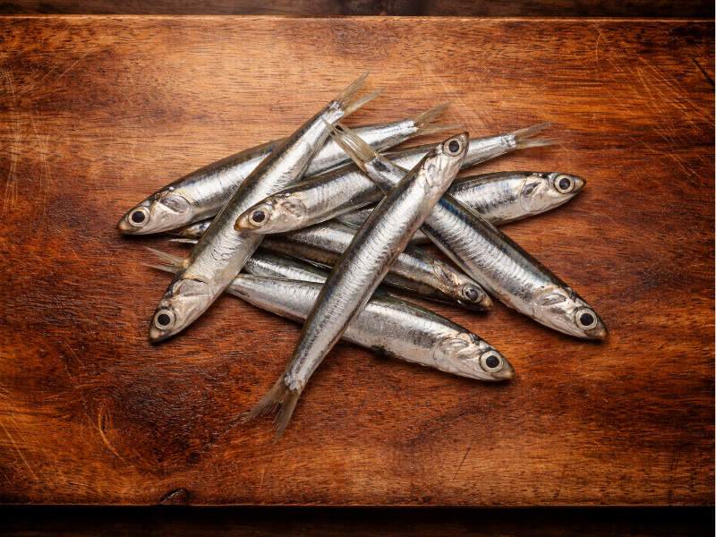Anchois méditerranée