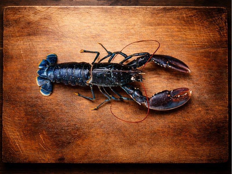 Homard européen