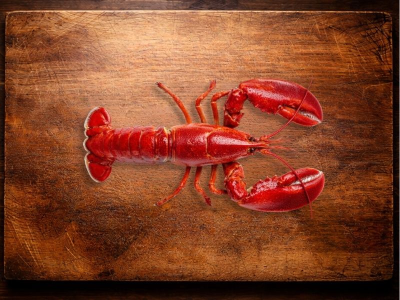 Homard européen cuit