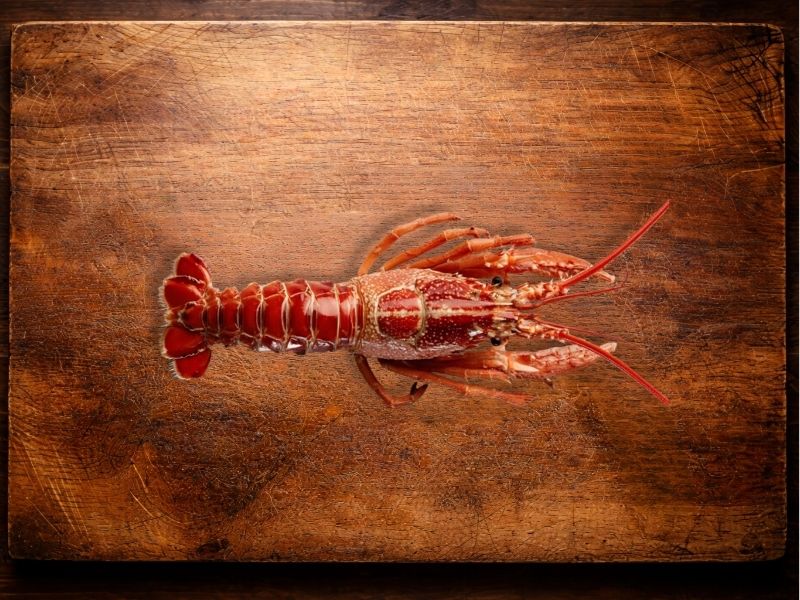 Langouste royale cuite